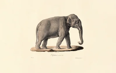 Éléphant d