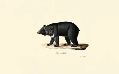 Ours noir d