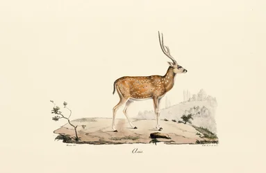 Cerf de l