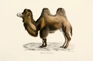 Chameau de Bactriane