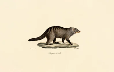 Mangouste à bandes