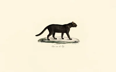 Chat à pieds noirs