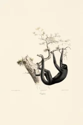Singe hurleur noir