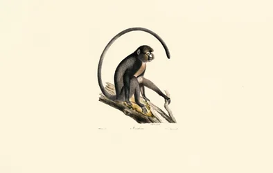 Atèle noir (Ateles)