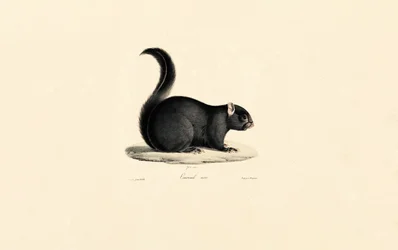 Écureuil noir