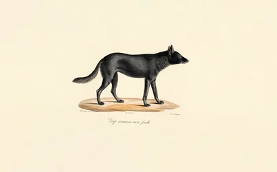 Femelle loup noire
