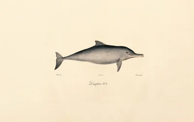 Grand dauphin (Tursiops truncatus)