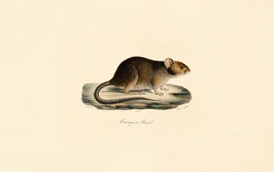 Rat épineux du Brésil