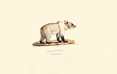 Ours brun de Cantabrie (Ursus arctos pyrenaicus)