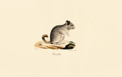 Chinchilla (Chinchilla)