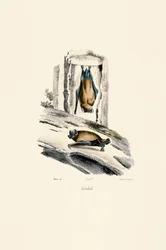 Noctule commune