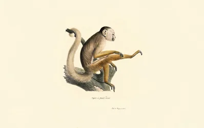 Singe écureuil commun