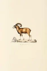 Mouflon de Corse