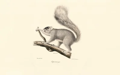 Écureuil gris de l