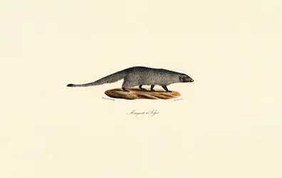 Mangouste égyptienne
