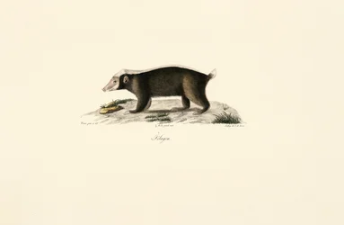 Blaireau européen