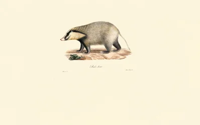 Blaireau européen