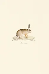 European Hare (Lièvre commun)
