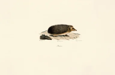 Hérisson européen
