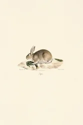 Lapin d