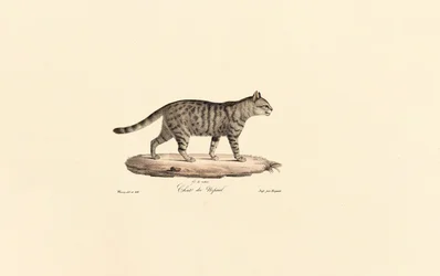 Chat sauvage d