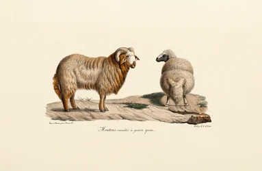 Mouton à queue grasse