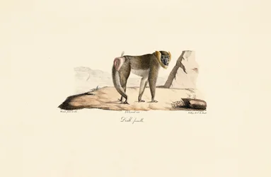 Foret femelle