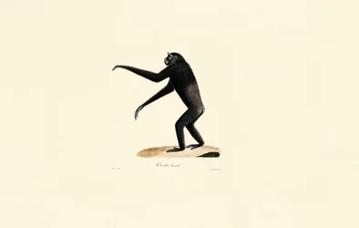 Femme Siamang
