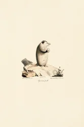 Opossum femelle de Virginie