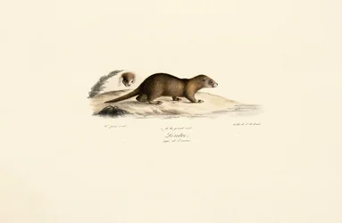 Furet et martre de pierre