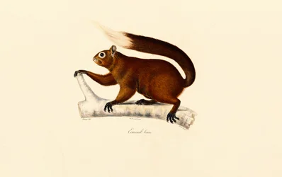 Écureuil renard