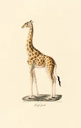 Girafe (Femme)