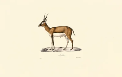 Gazelle à tête blanche