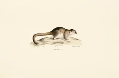 Lémurien souris gris