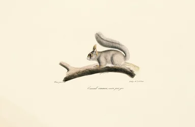 Écureuil gris (variante de l
