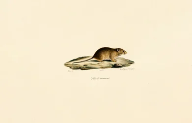 Souris des moissons