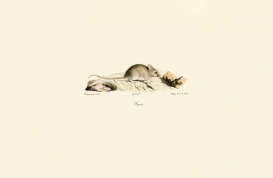 Souris domestique