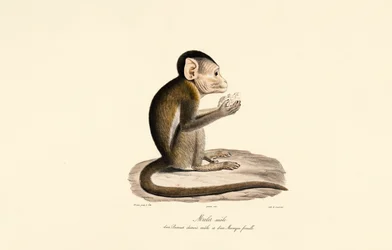 Hybride de macaque à bonnet et de macaque à queue de cochon