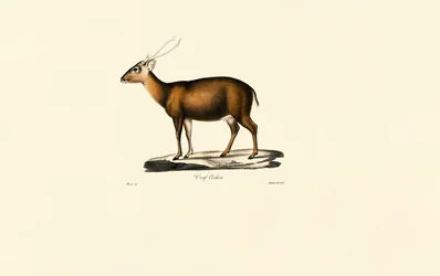 Muntjac indien (Cerf Cochon)