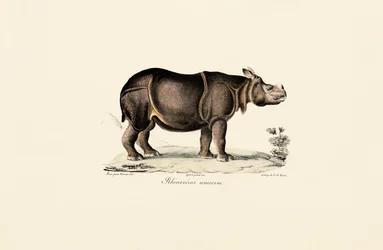 Rhinocéros indien