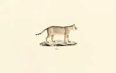 Chat de la jungle
