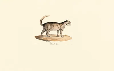 Chat léopard (Prionailurus bengalensis)