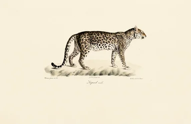 Léopard, mâle