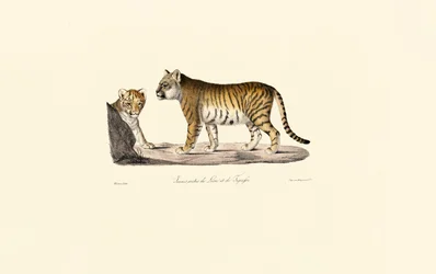 Lion-Tiger hybride