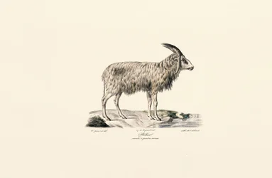 Chèvre à poil long