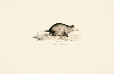 Opossum laineux à queue nue mâle