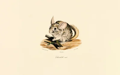 Male Chinchilla (Chinchilla mâle)