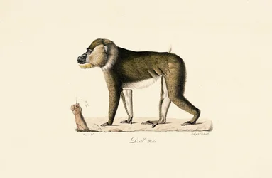 Babouin Gelada mâle