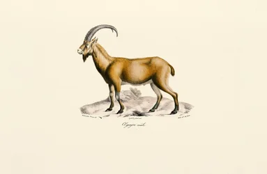 Chèvre sauvage mâle