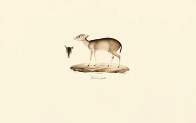 Plongeur de Maxwell (Plongeur Guéréi, femelle)